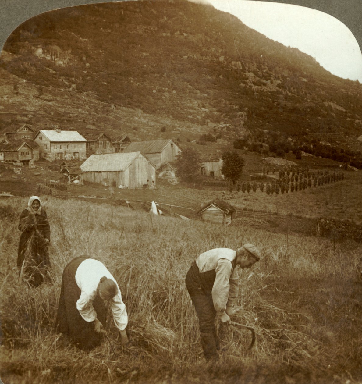 Harvesting barley on a Mindresunde farm in the valley near Olden, Norway, c1905 by Unbekannt