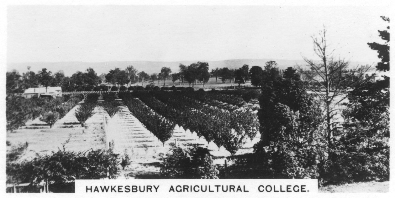 Hawkesbury Agricultural College, New South Wales, Australia by Unbekannt