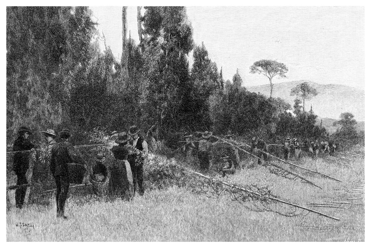 Hop Picking near Bairnsdale, Australia by Unbekannt