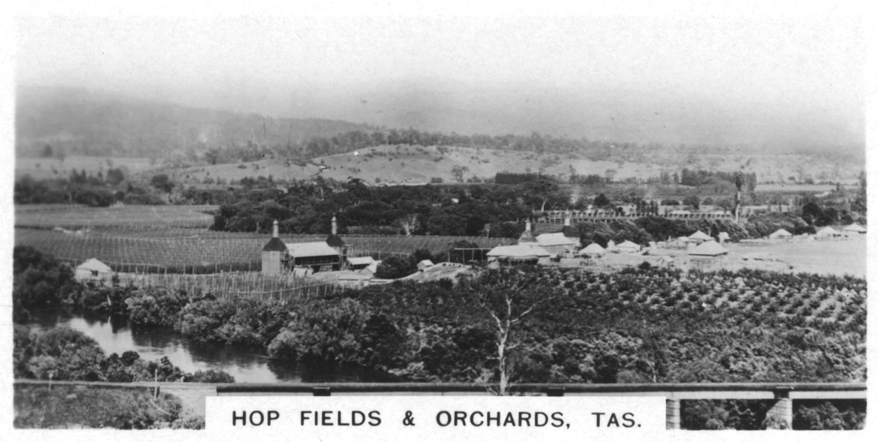 Hop Fields and Orchards, Tasmania, Australia by Unbekannt