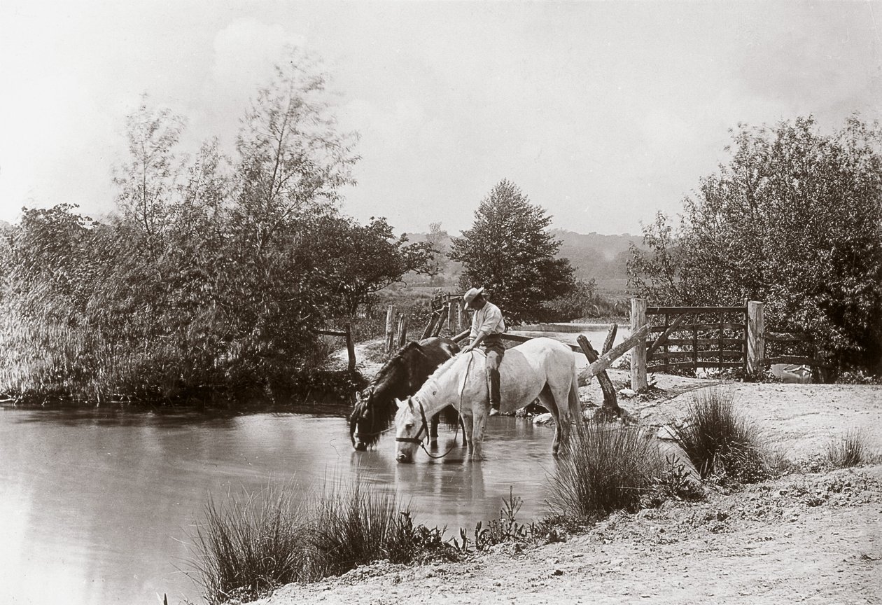 Horses drinking at pond, c. 1890s by Unbekannt