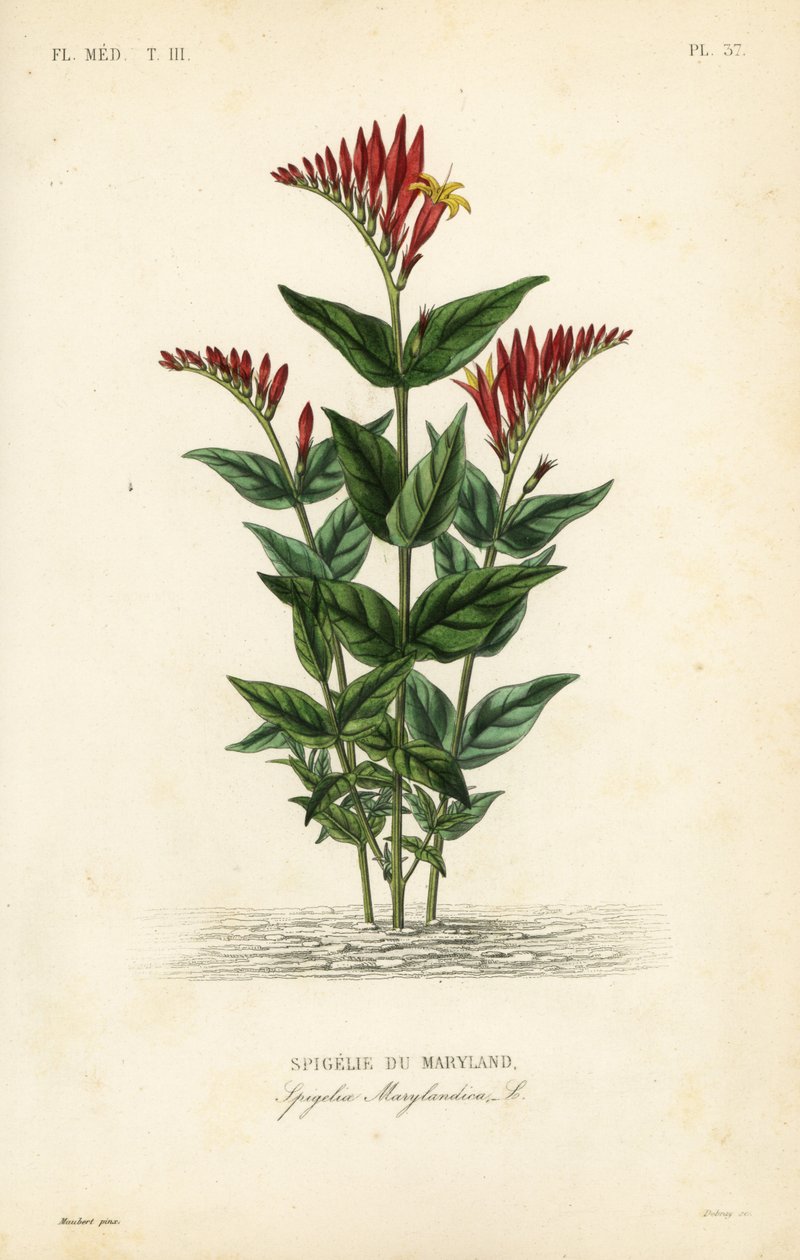 Indian pink or woodland pinkroot by Unbekannt