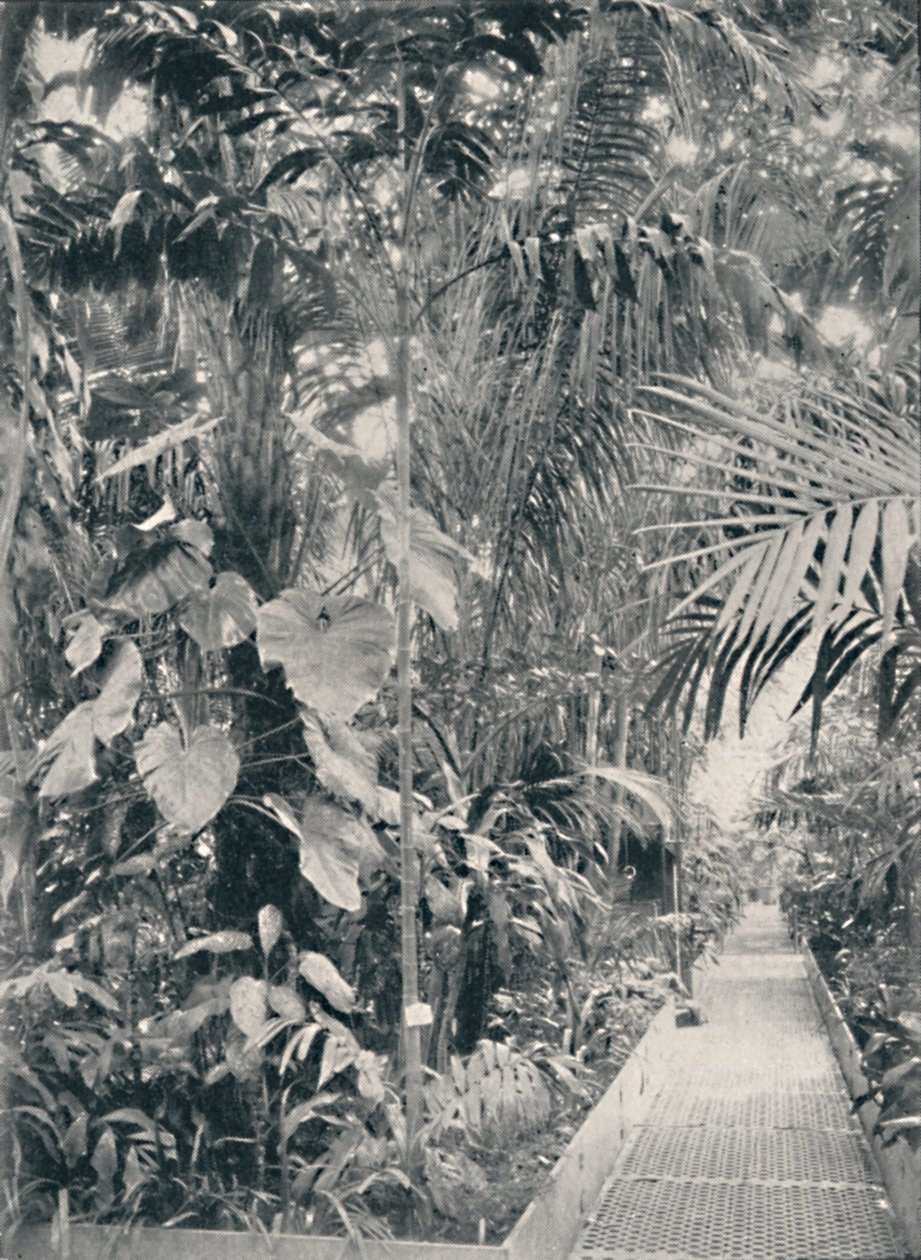 Interior of the Great Palm House, Kew Gardens, 1904 by Unbekannt