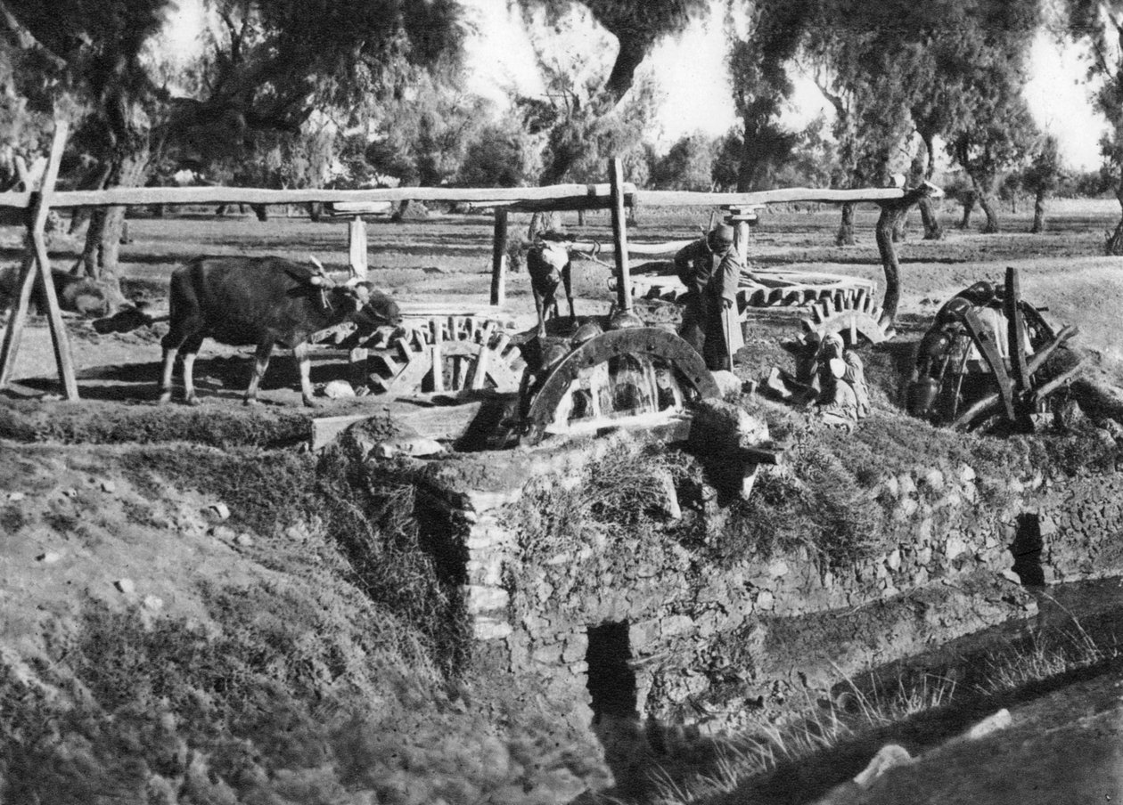 Irrigating Fields Near Cairo, Egypt by Unbekannt