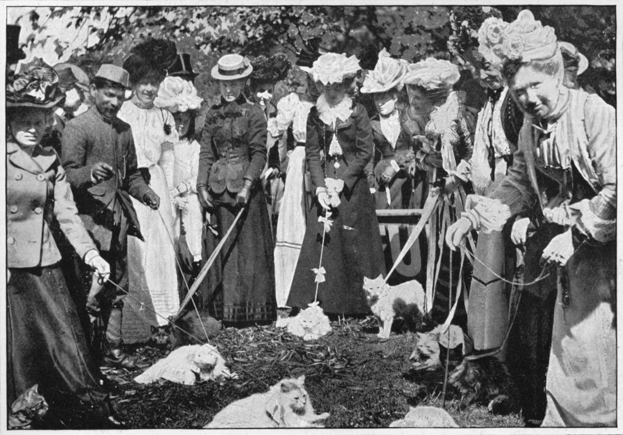 Judging cats at the Royal Botanic Gardens show, Kew, London by Unbekannt