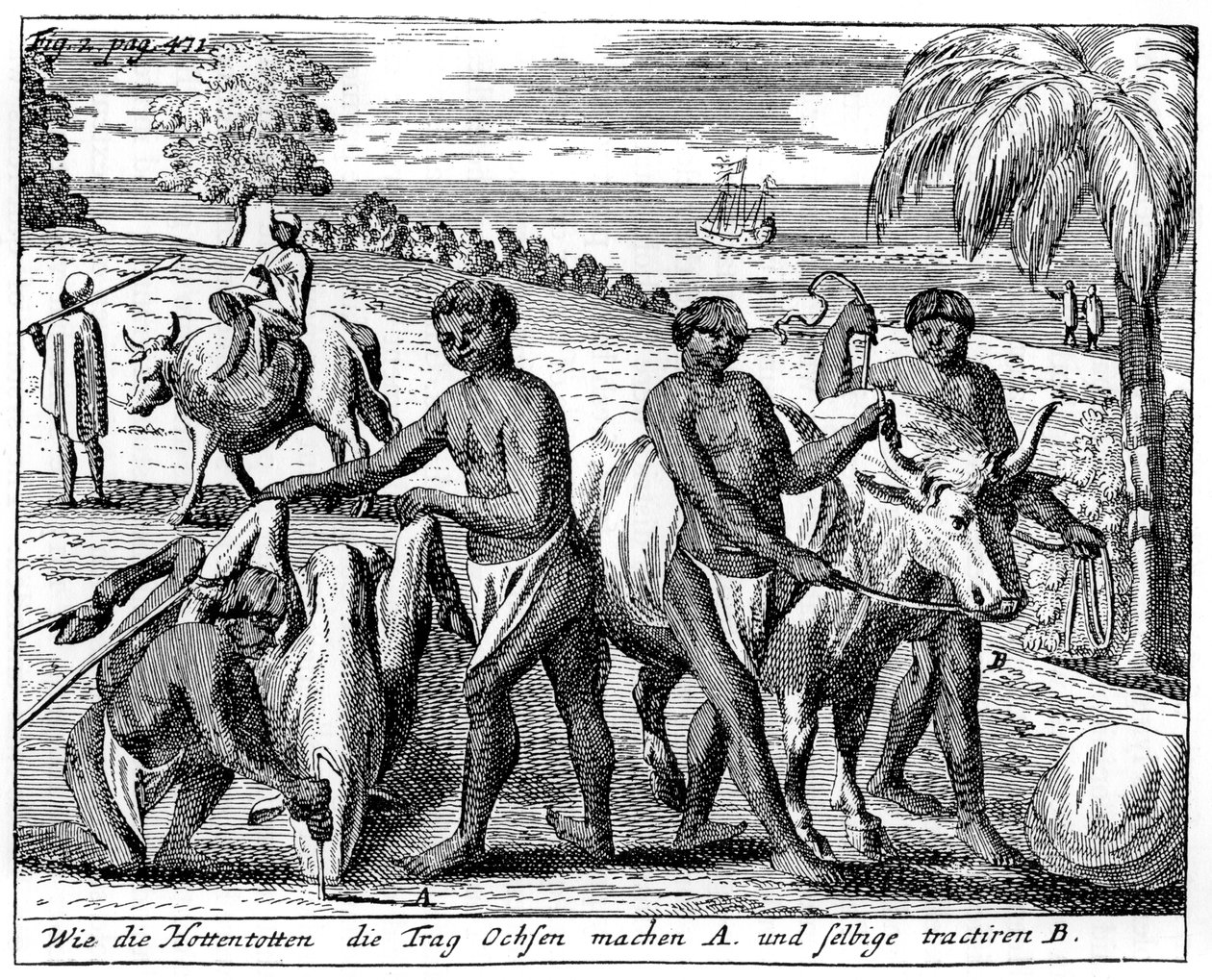 Khoikhois breaking-in oxen, South Africa by Unbekannt