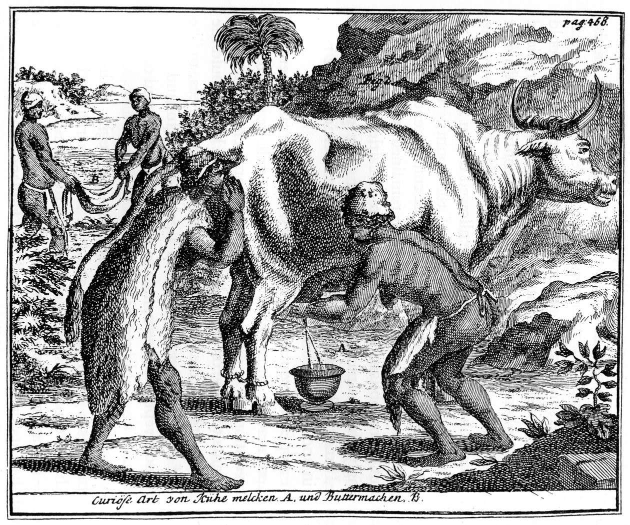 Khoikhois milking cows and making butter, South Africa, 18th century by Unbekannt