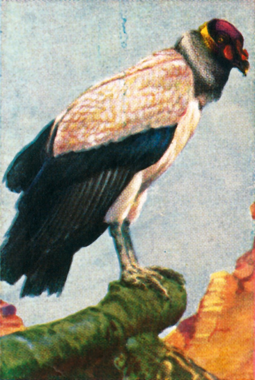 King Vulture, c. 1928 by Unbekannt