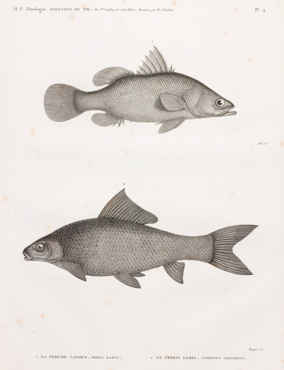 Latous Perch and Lebis Cyprinid by Unbekannt