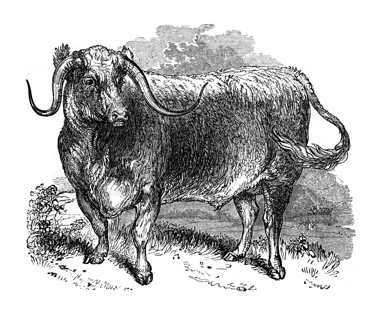 Lancashire ox, specimen of the long horned breeds, 1848 by Unbekannt