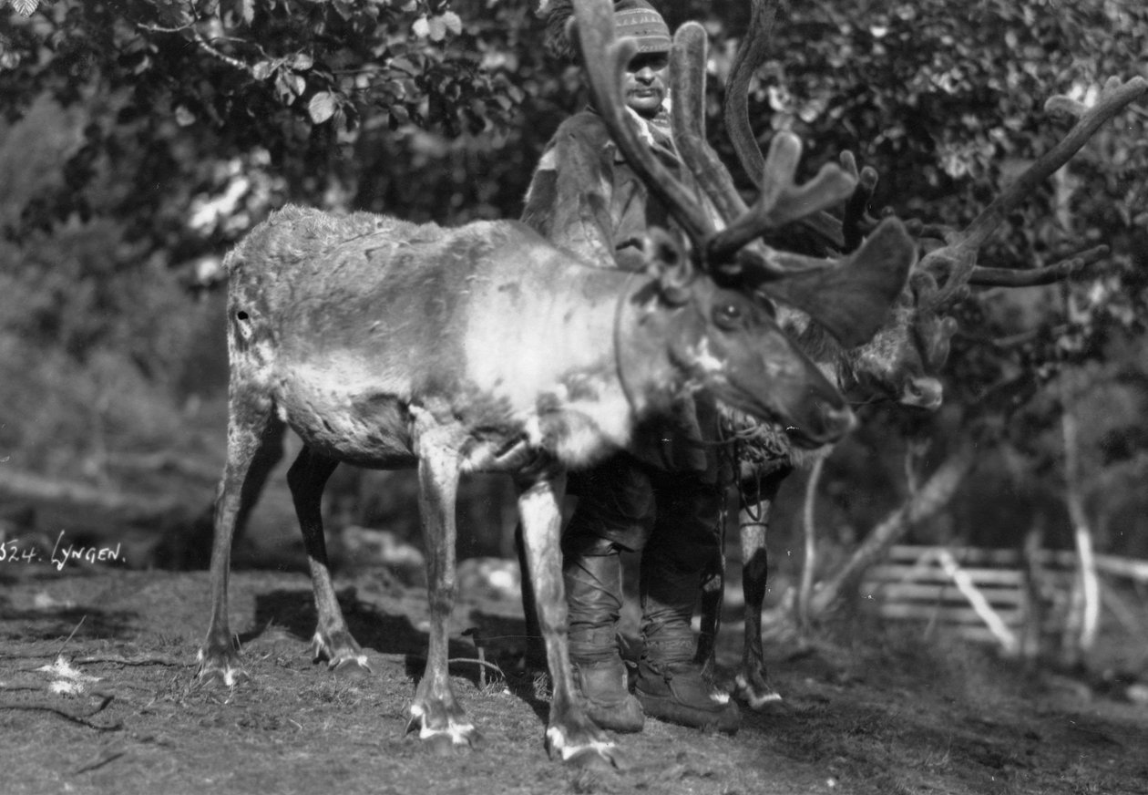 Local Man with a Reindeer, Lyngen, Northern Norway, c1920s-c1930s by Unbekannt