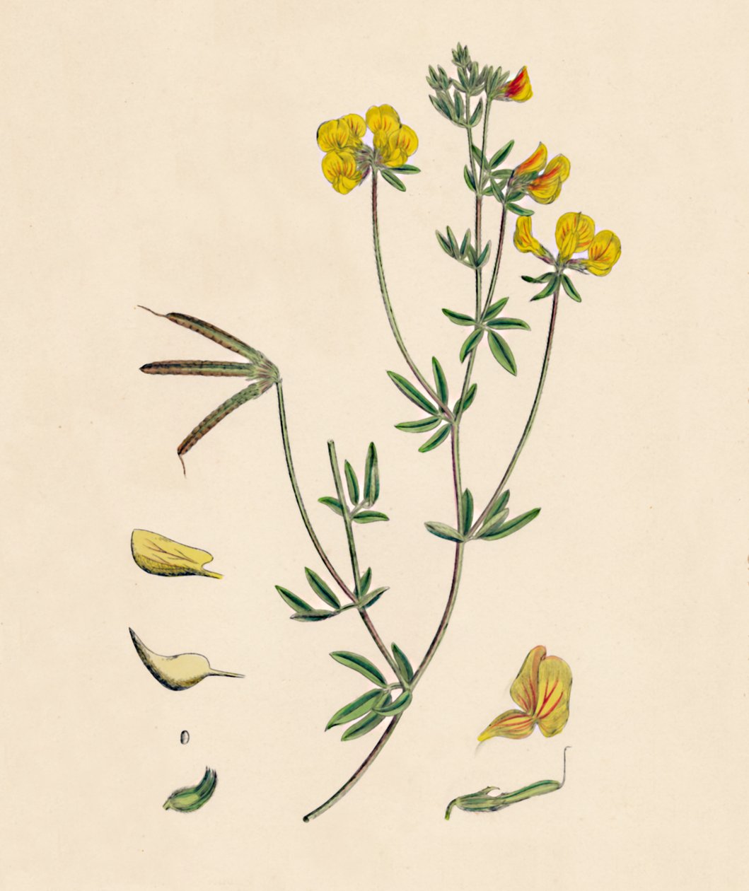 Lotus tenius. Slender Birds-foot Trefoil by Unbekannt