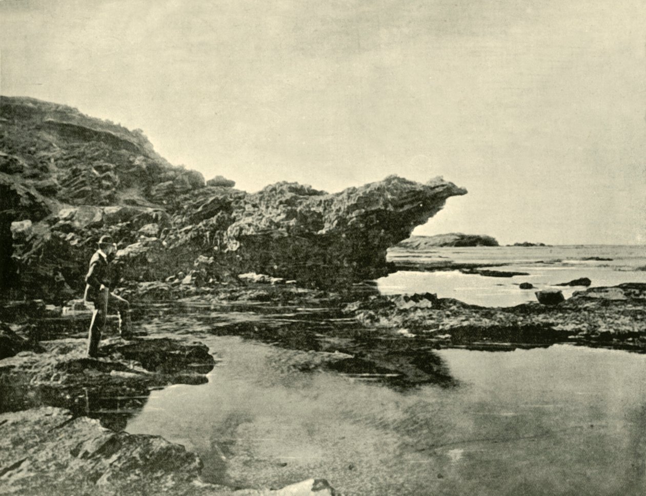 Low Tide, Shelly Beach, Warrnambool, 1901 by Unbekannt