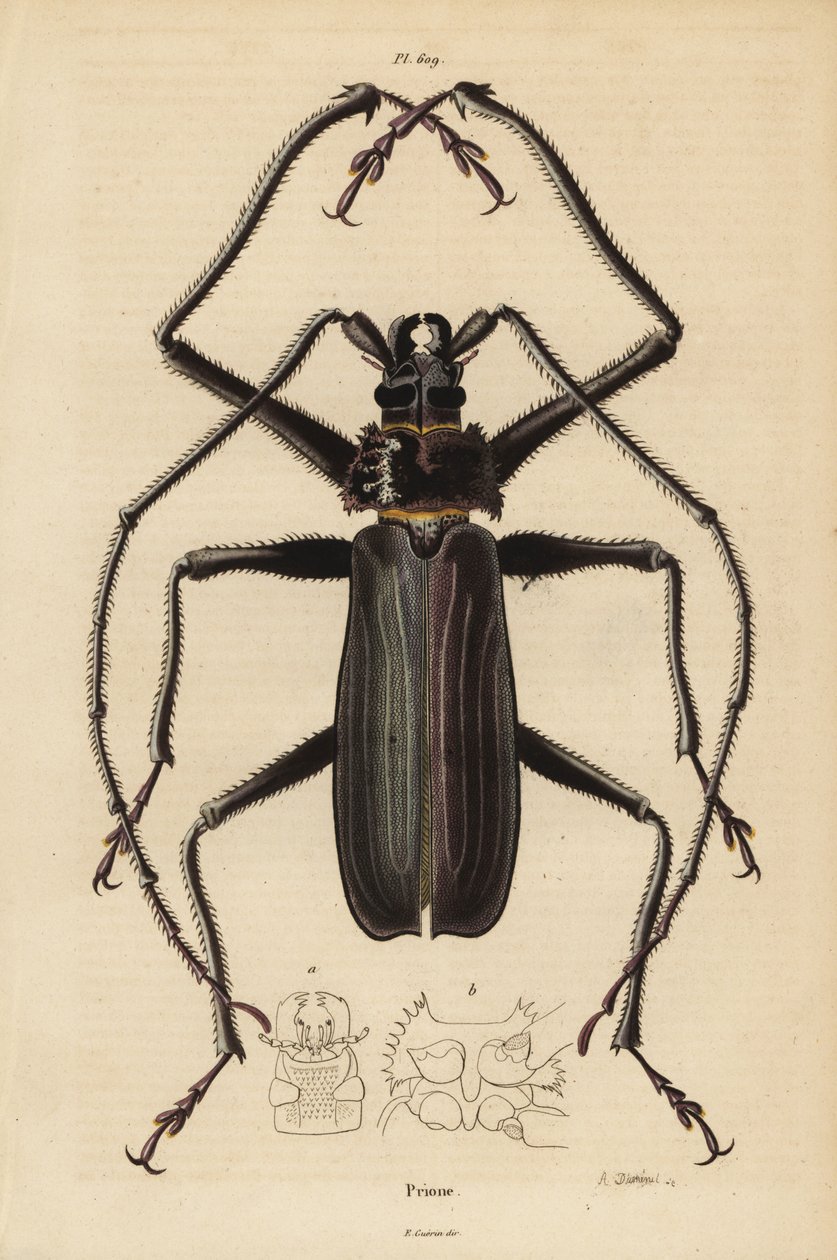 Macrotoma hayesii beetle by Unbekannt