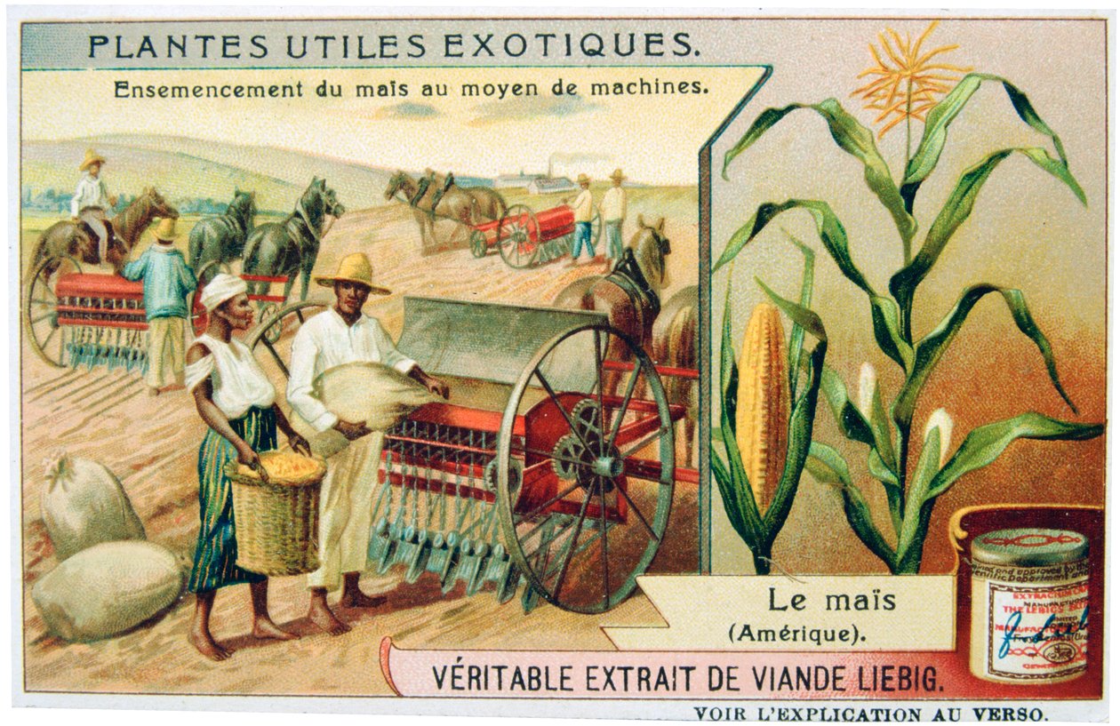 Maize, c1900 by Unbekannt