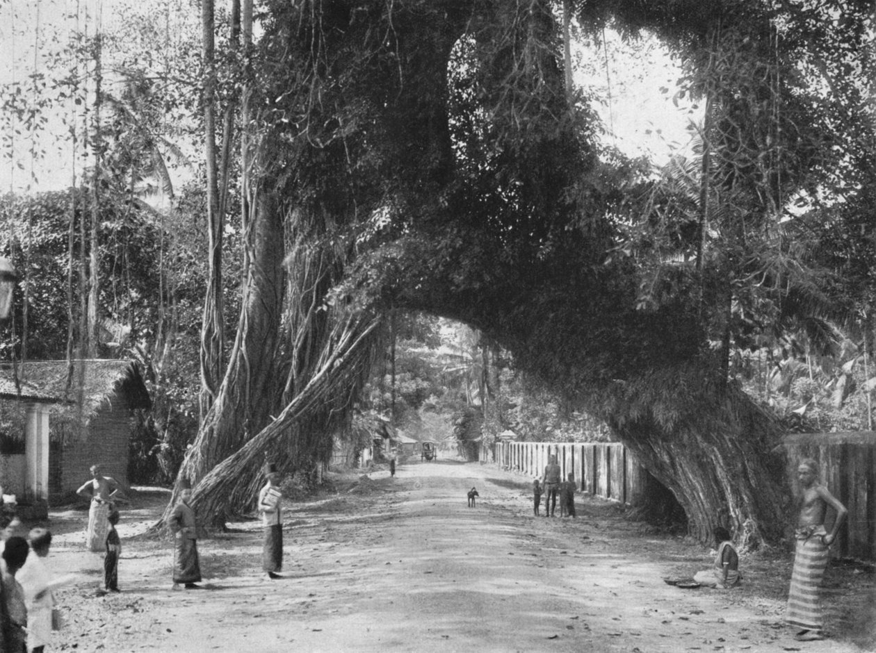 Picturesque Old Fig Tree Ficus indica on the Colombo-Galle Road near Kalutara by Unbekannt
