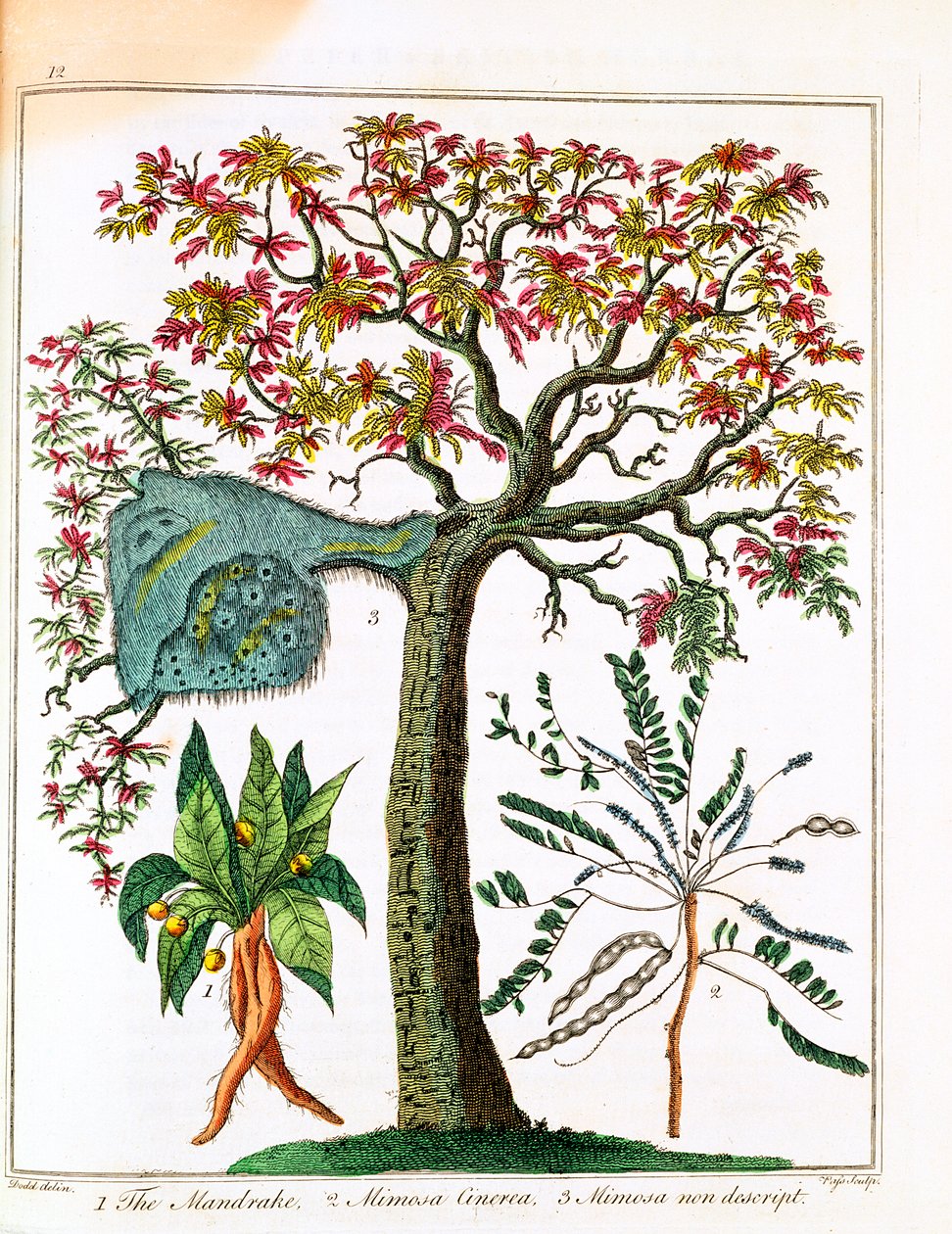 Mandrake, Sensitive Plant, and Acacia by Unbekannt