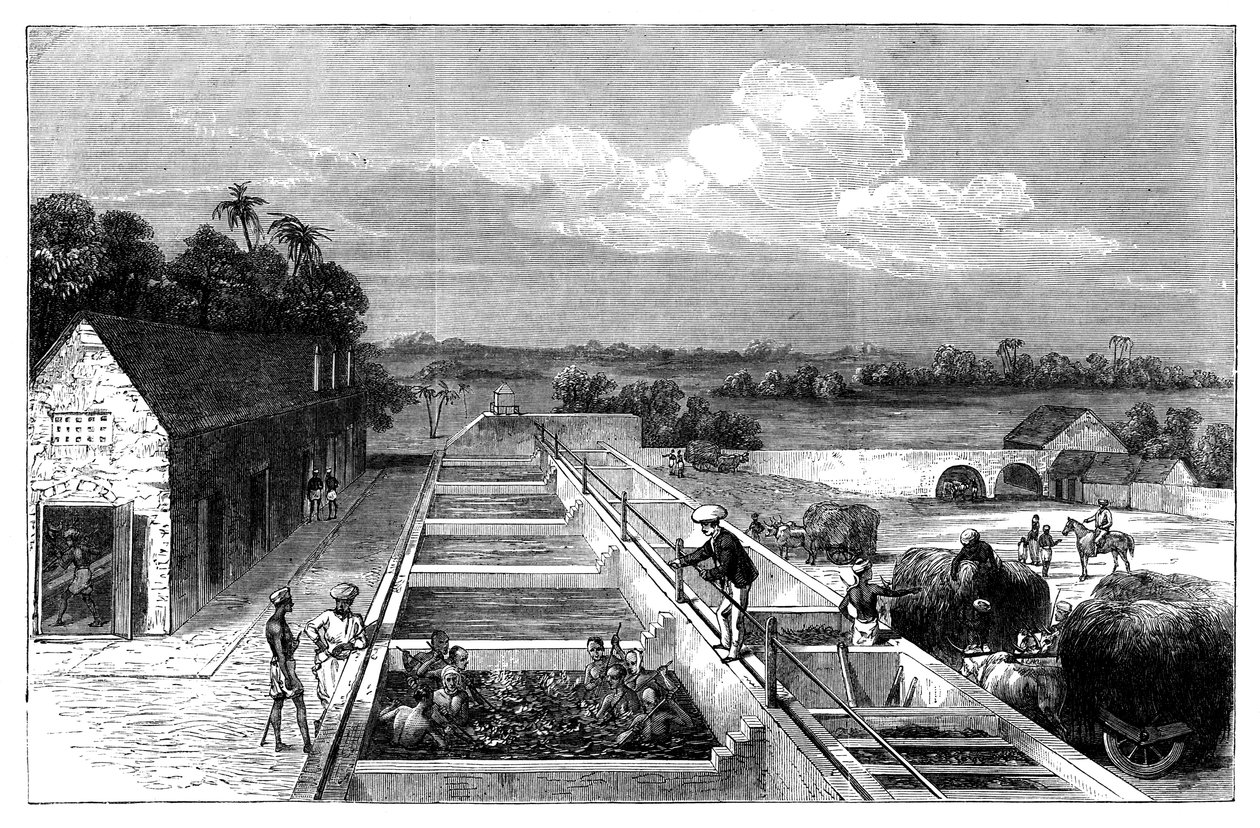 Manufacturing indigo in Tirhoot Muzaffarpur, Lower Bengal, 1869 by Unbekannt