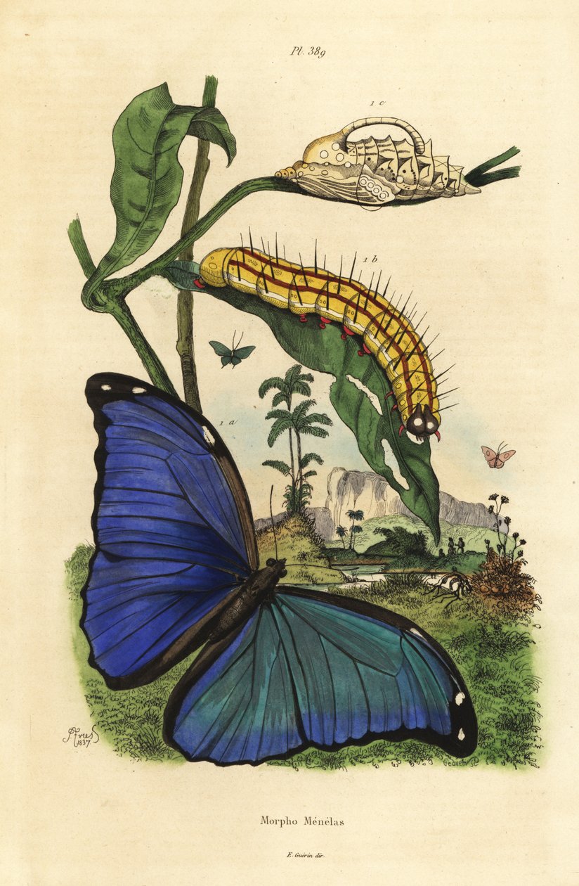 Menelaus blue morpho butterfly, Morpho menelaus, caterpillar and pupa by Unbekannt