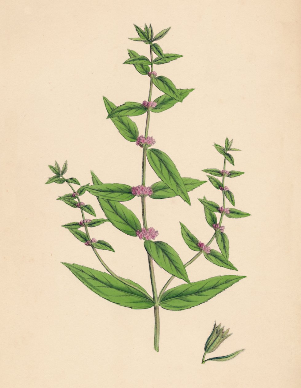 Mentha Gracilis, var. Genuina. Slender Mint, 19th Century by Unbekannt