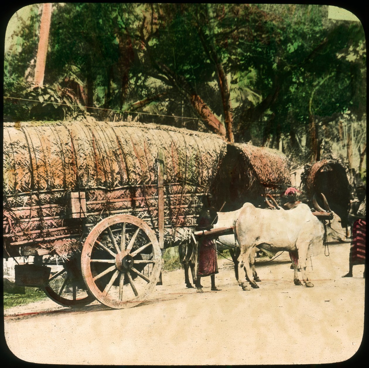 Native bullock cart, Ceylon, late 19th or early 20th century by Unbekannt