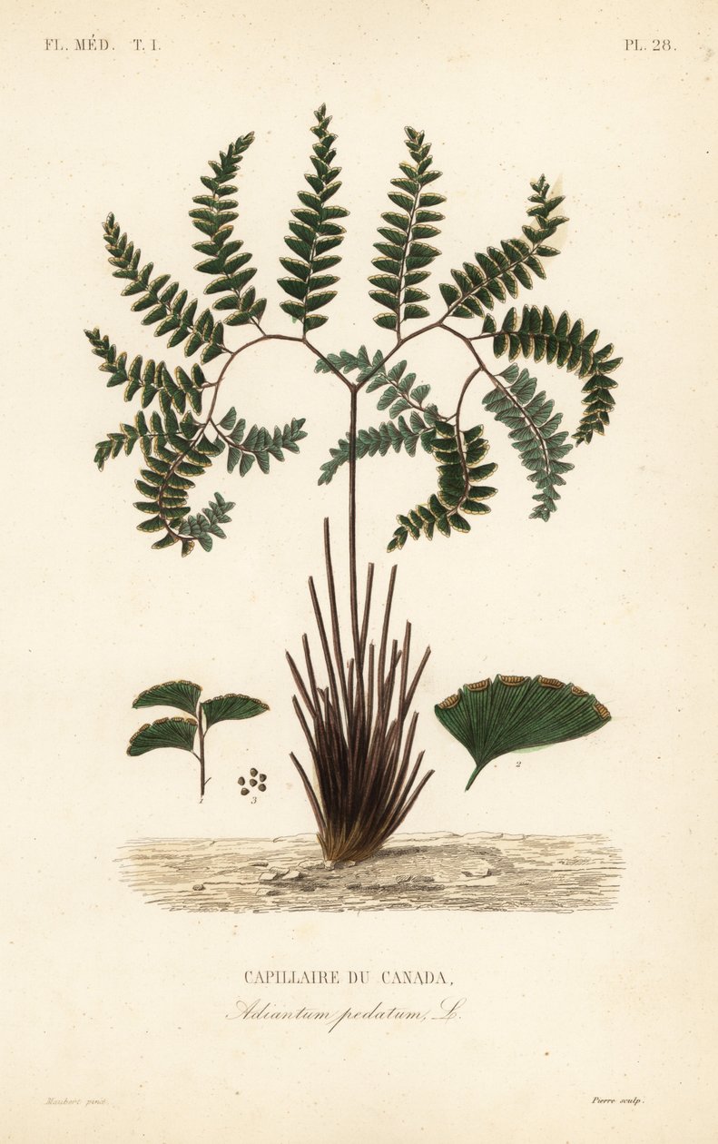 Northern maidenhair fern or five-fingered fern by Unbekannt