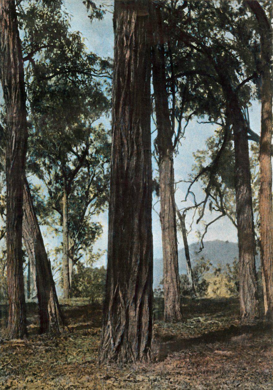Papua New Guinea - Ironwood Trees, 1900 by Unbekannt