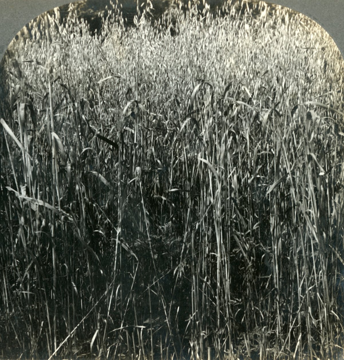 Oats Growing, Pennsylvania, USA by Unbekannt