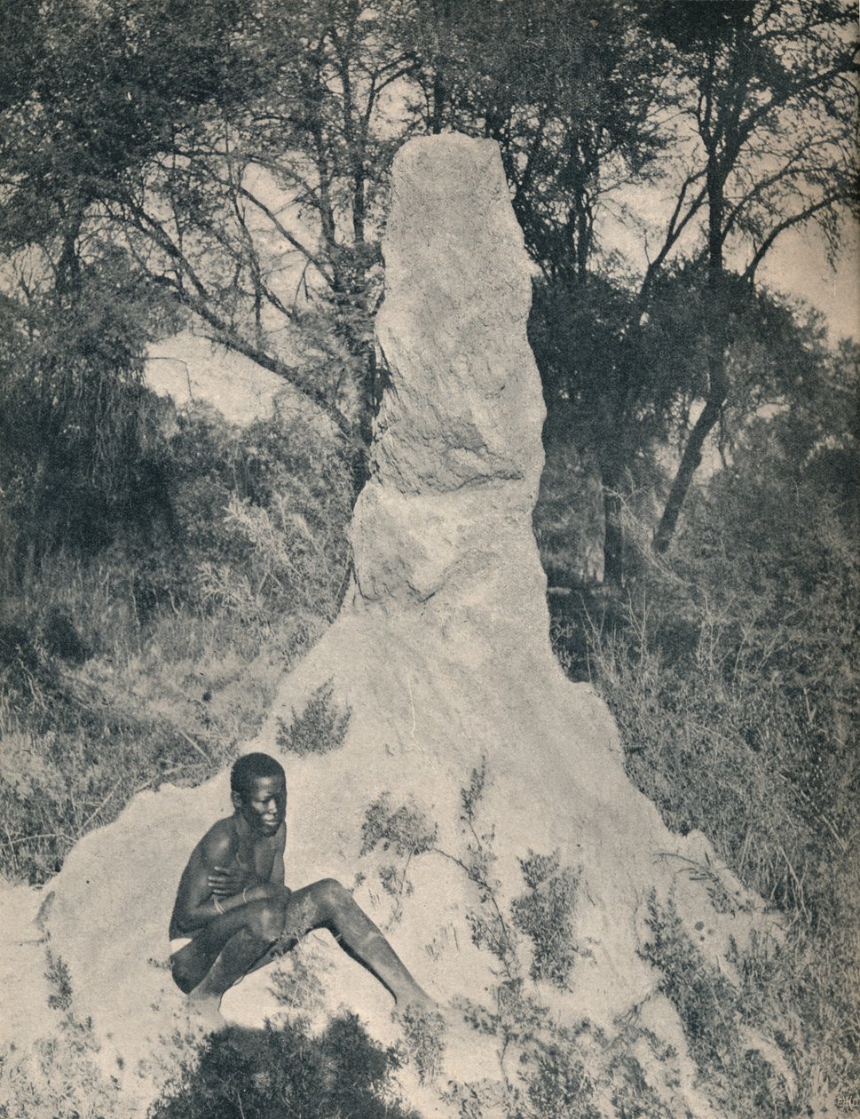 One of the Giant Ant Heaps peculiar to some districts of South Africa by Unbekannt