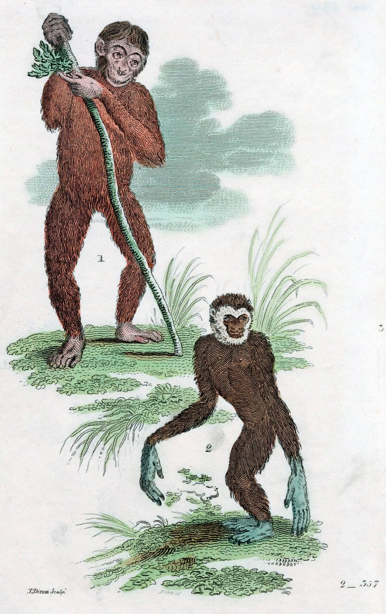 Orangutan and Gibbon, 1822 by Unbekannt