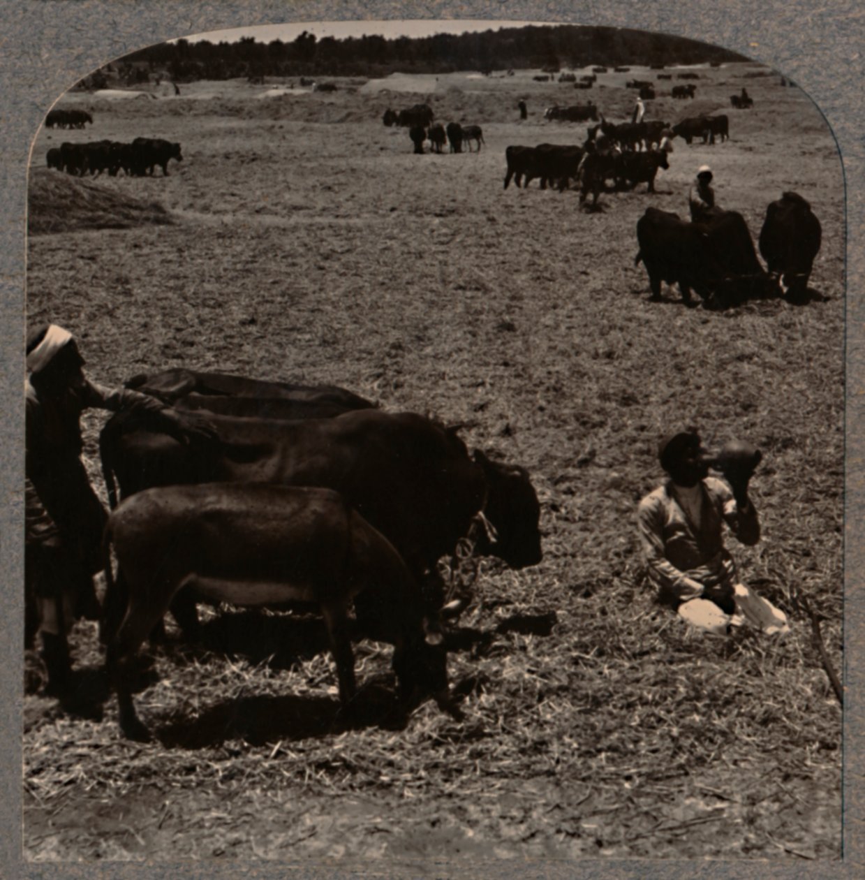 Oxen Treading Corn, c1900 by Unbekannt