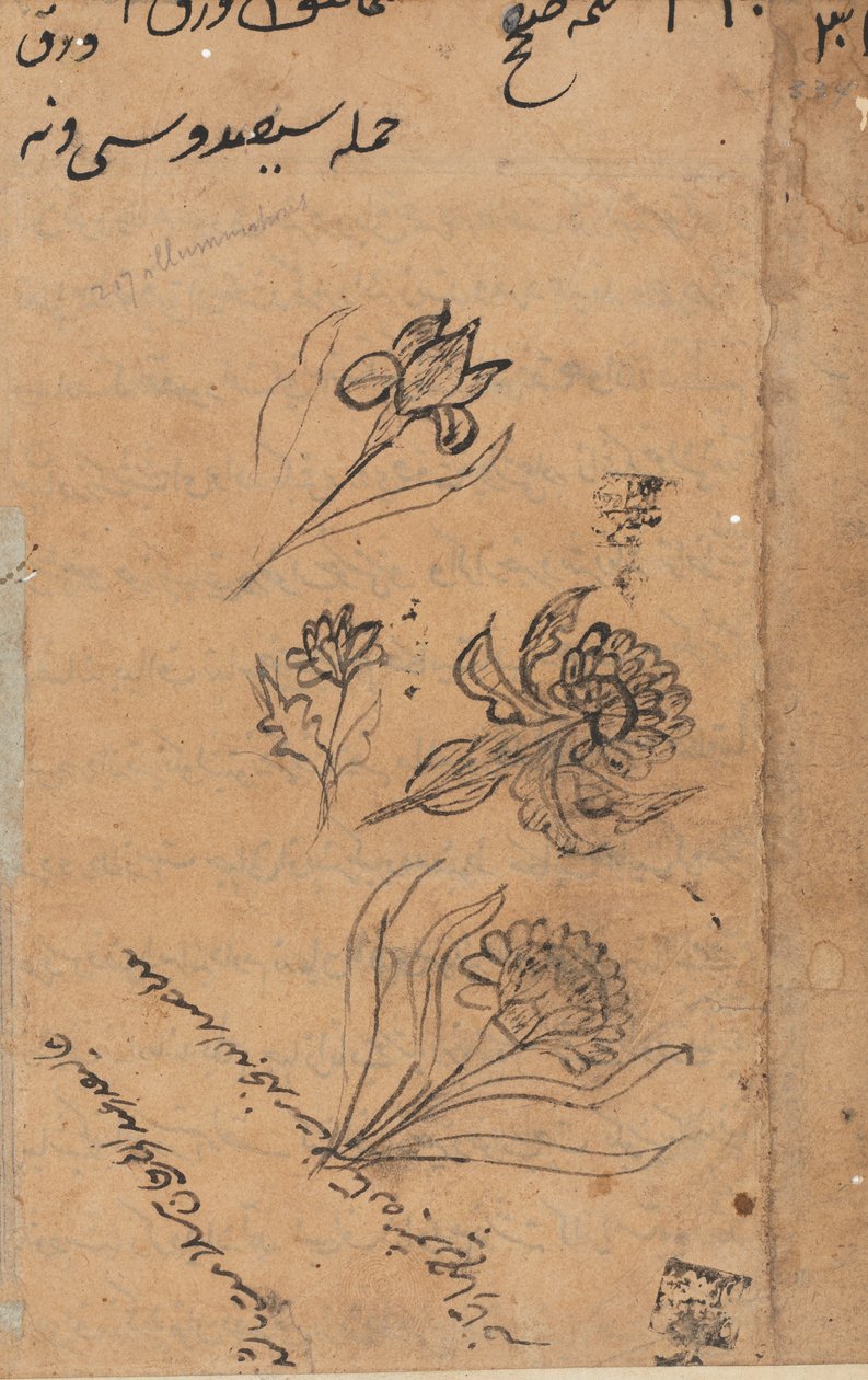 Page from Tales of a Parrot Tuti-nama: text page by Unbekannt