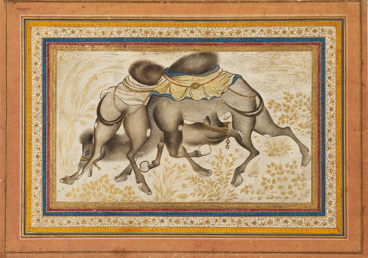 Page from a dispersed muraqqa‘, or album, depicting two camels fighting, painting c1675 by Unbekannt