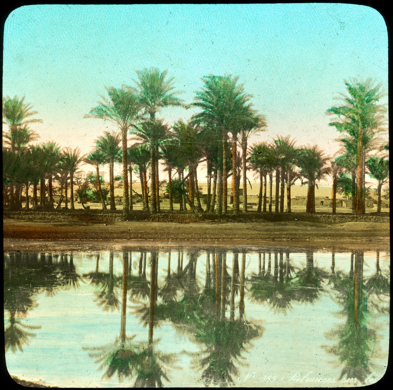 Palm trees reflected in water, India, late 19th or early 20th century by Unbekannt