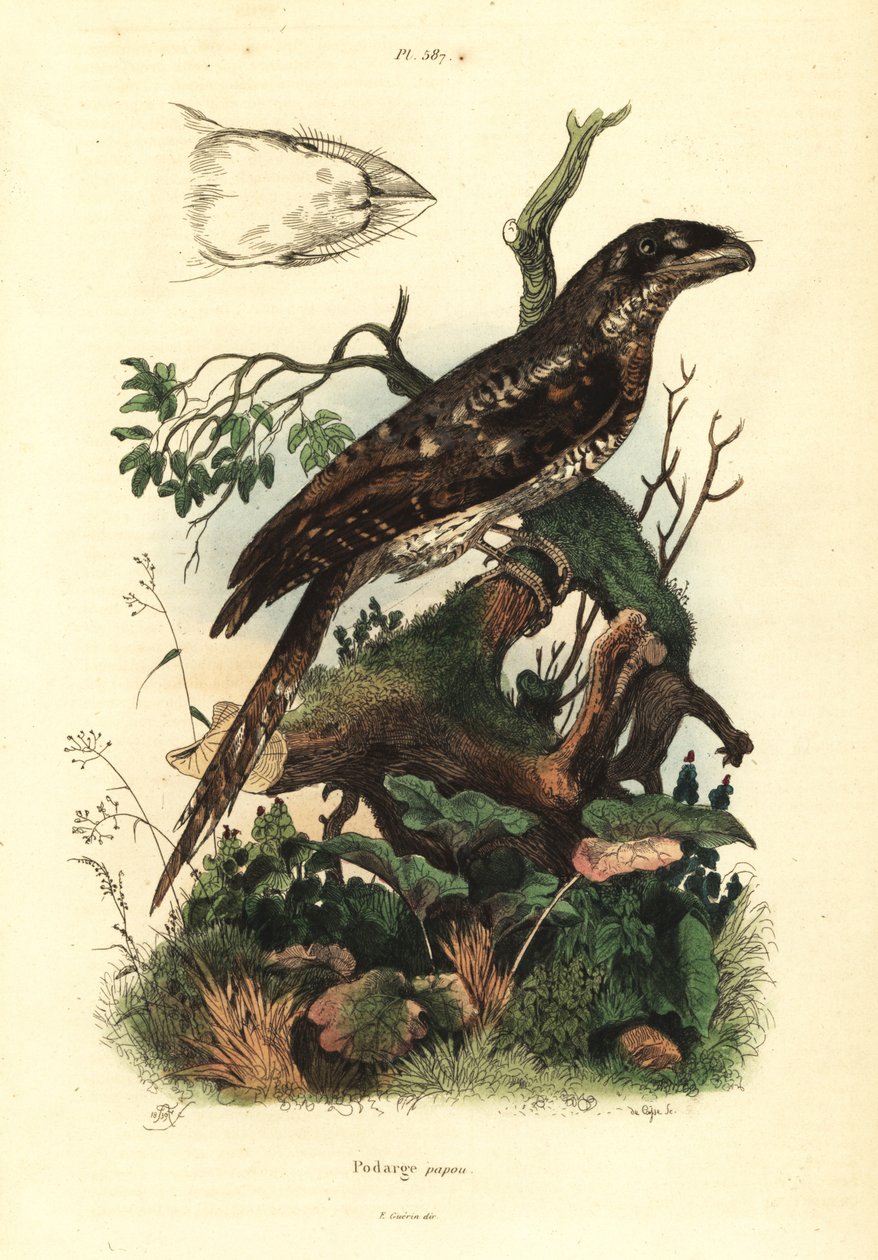Papuan frogmouth, Podargus papuensis by Unbekannt