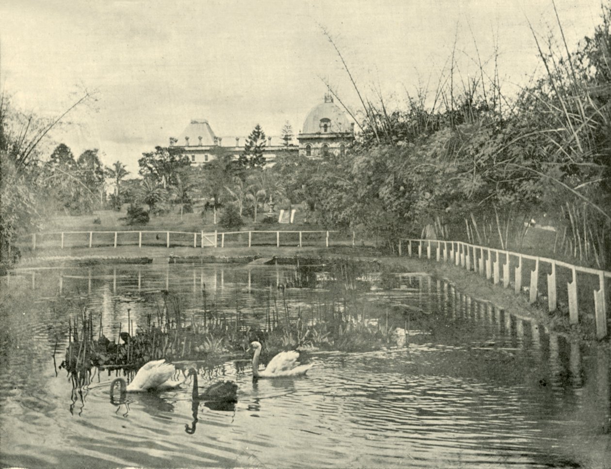 Papyrus Pond, Brisbane Botanical Gardens, 1901 by Unbekannt