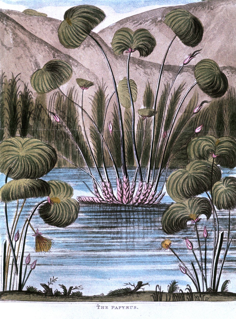Papyrus Reed, Cyperus papyrus, 1823 by Unbekannt
