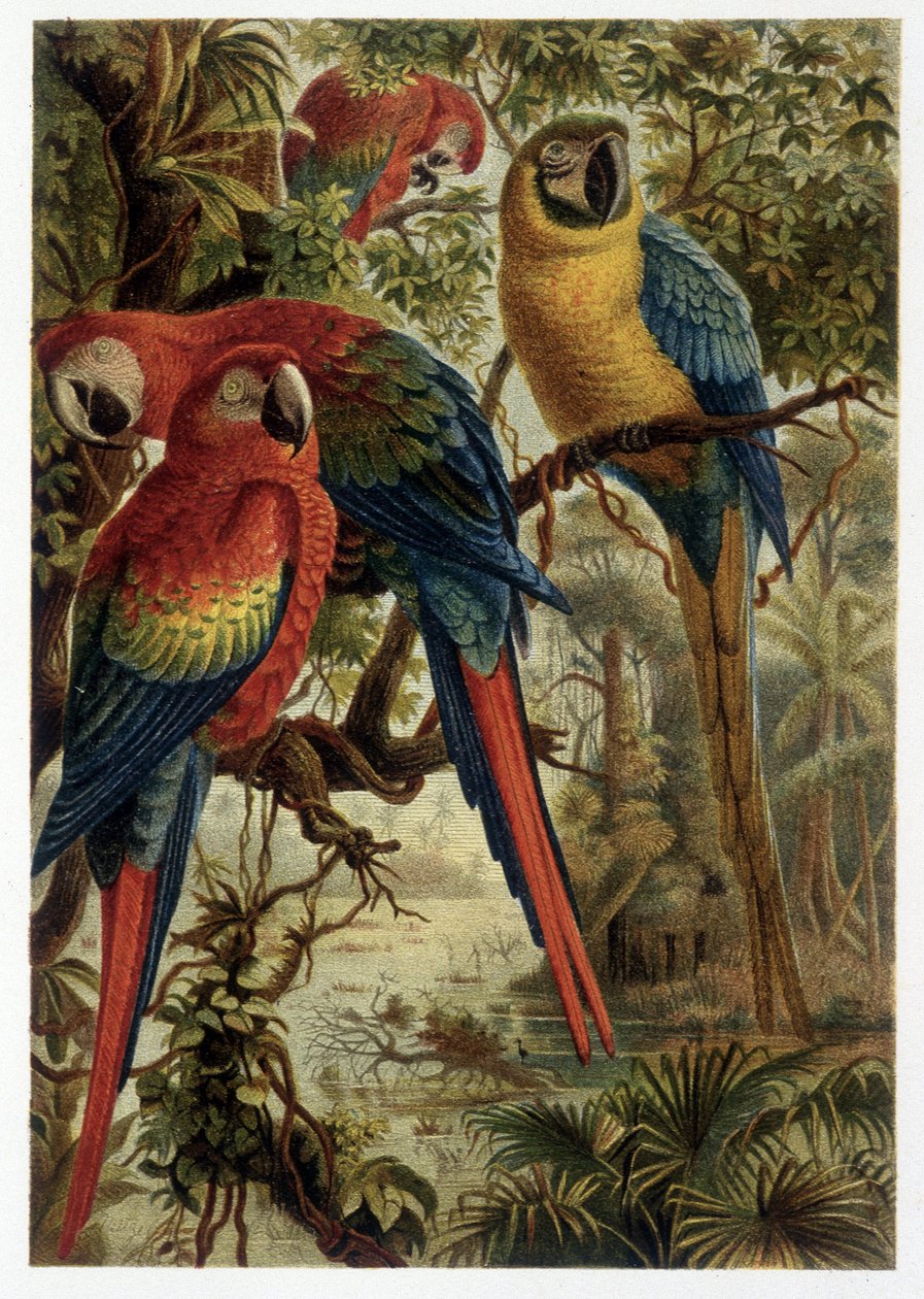 Parrots - in 