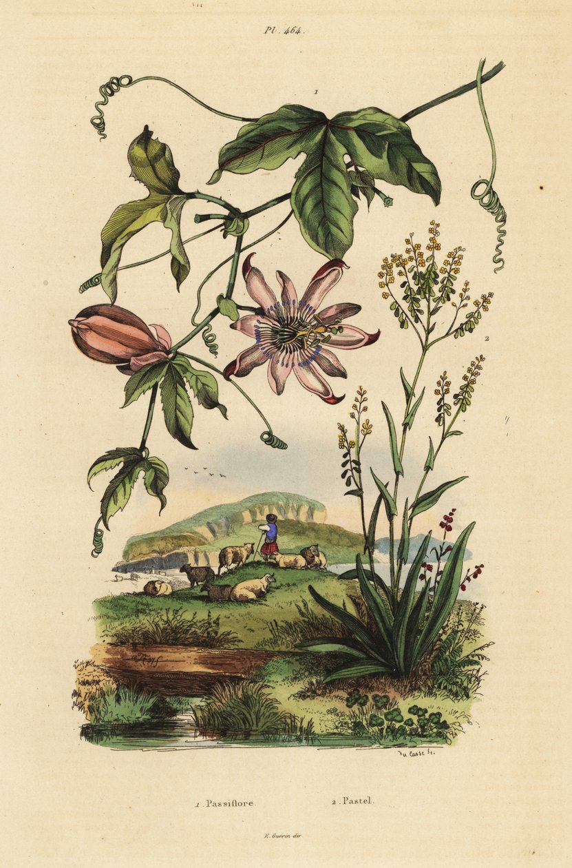 Passionflower, Passiflora uraniae, and dyer