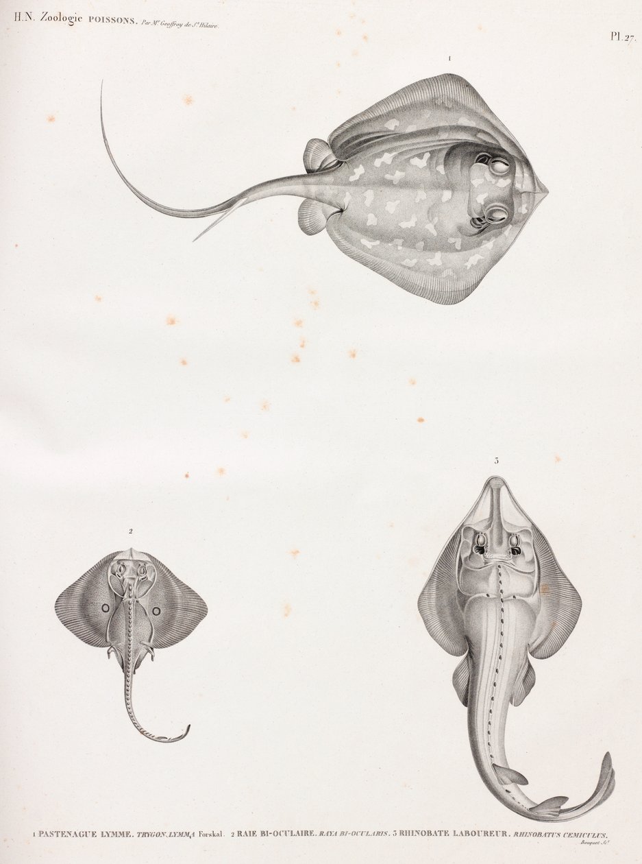 Lymme Stingray by Unbekannt