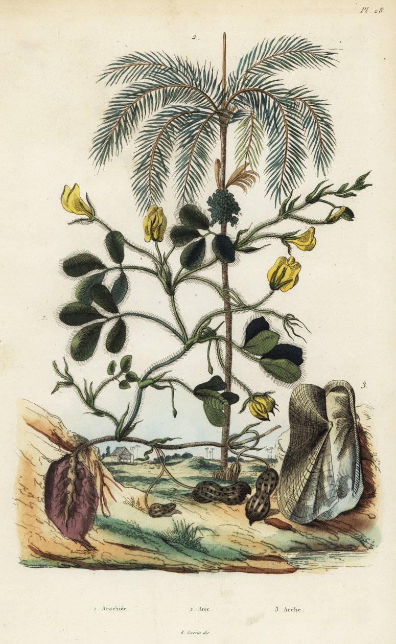 Peanut or groundnut plant, Arachis hypogaea, areca nut palm, Areca catechu, and bivalve mollusc Arca semi-torta, Trisidos semitorta by Unbekannt