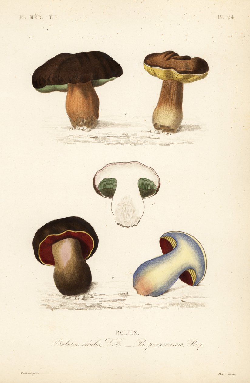 Penny bun or porcini mushroom, Boletus edulis, and the lurid bolete, Suillellus luridus by Unbekannt