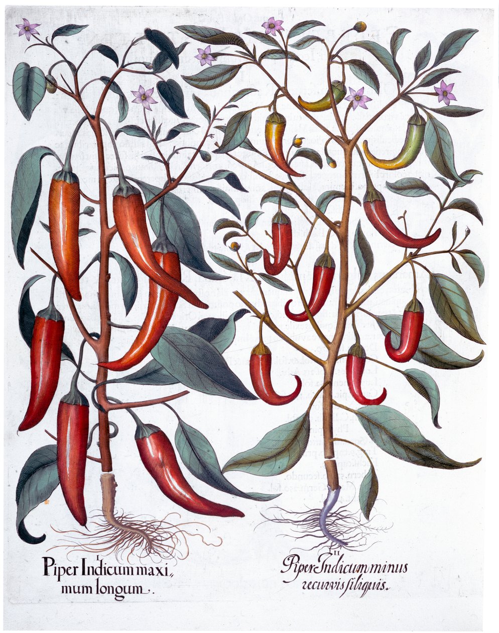 Peppers by Unbekannt
