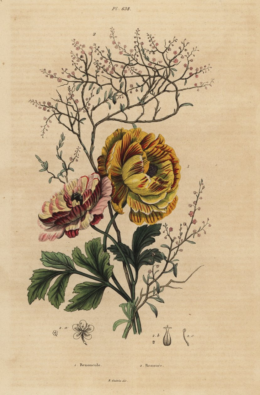 Persian buttercup, Ranunculus asiaticus, and Chinese indigo, Persicaria tinctoria by Unbekannt