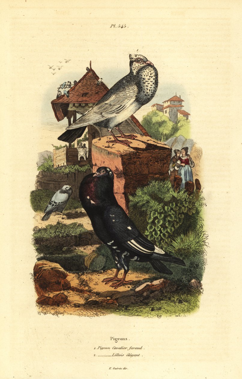 Pigeon Breeds: Pigeon Cavalier Faraud, Pigeon Lillois Elegant by Unbekannt