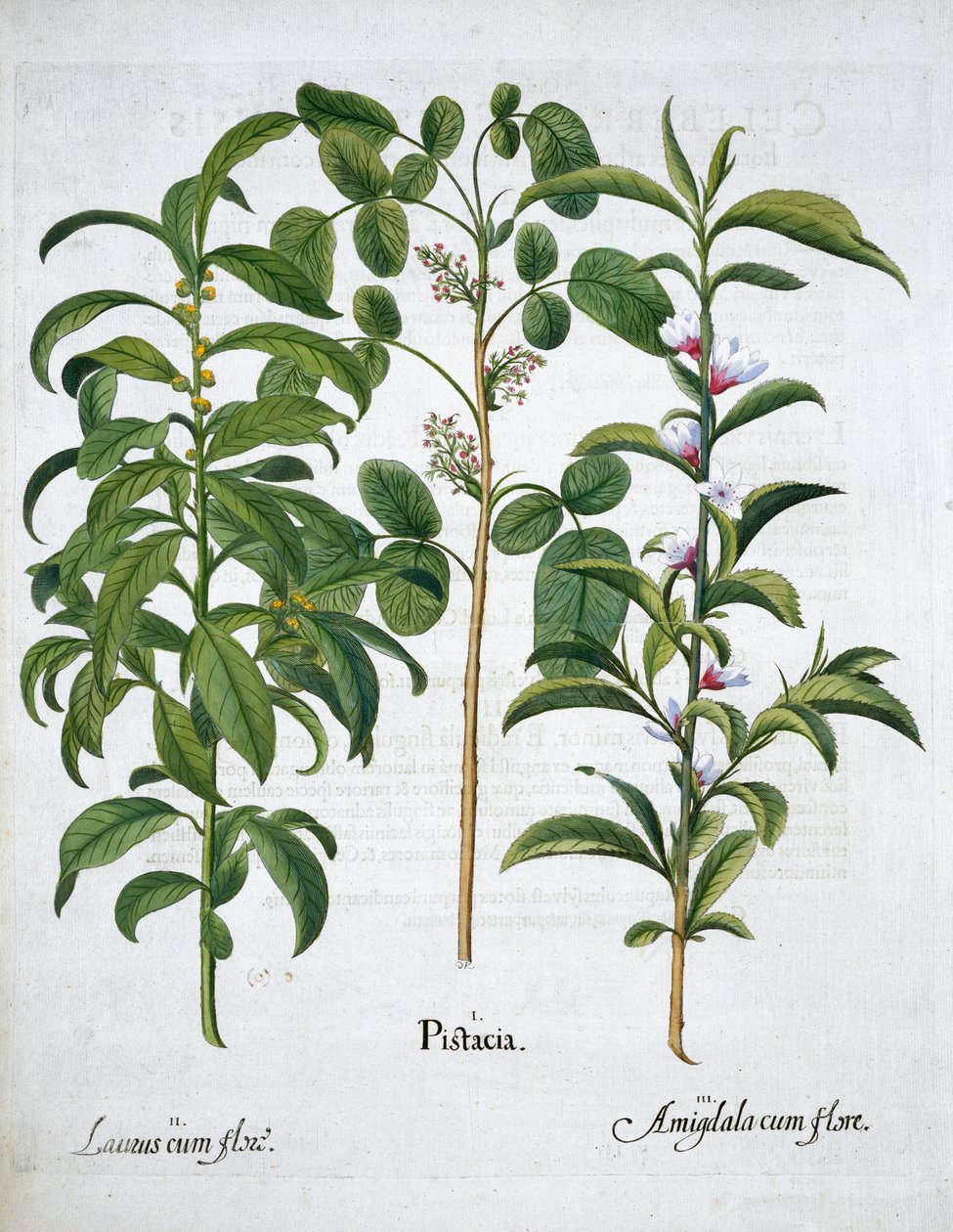 Pistachio Nut, Bay Tree Laurus Nobilis and Almond by Unbekannt