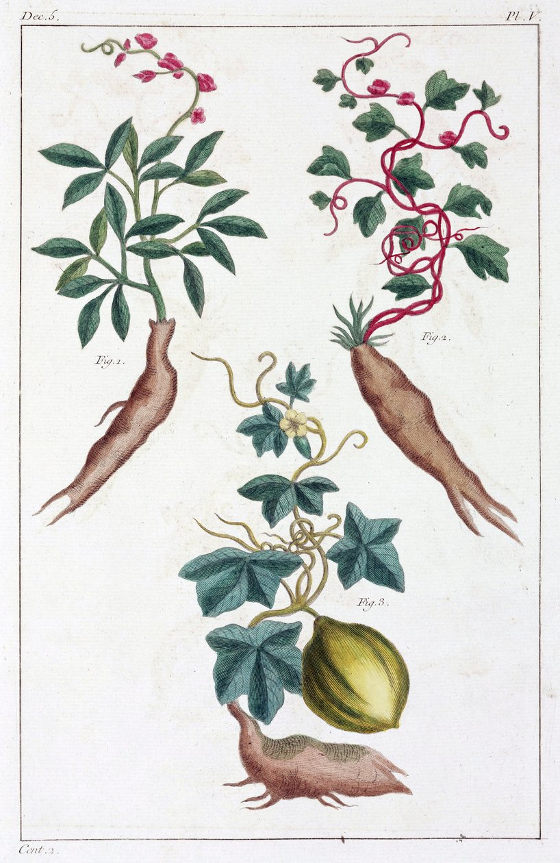Medicinal Plants, China by Unbekannt