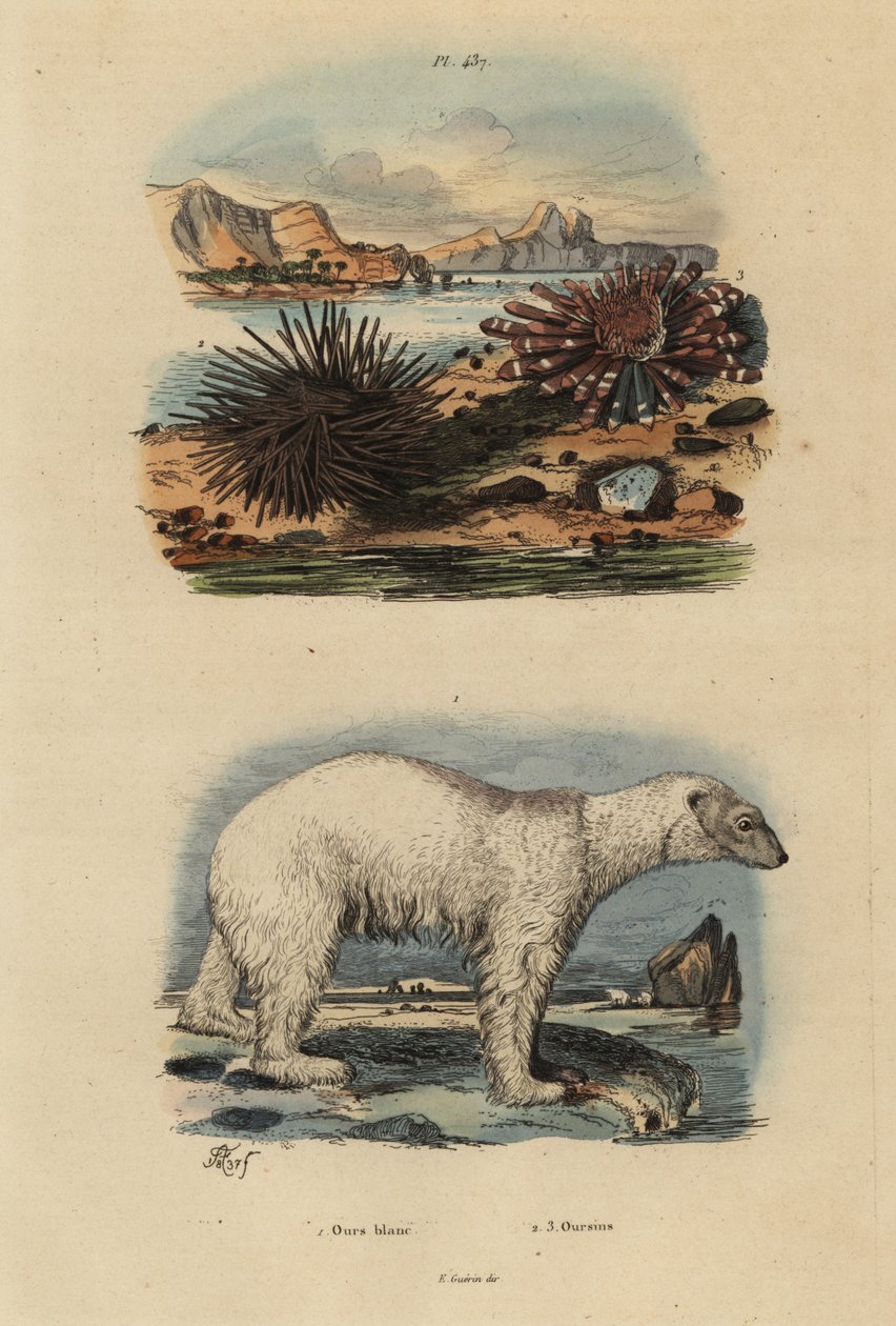 Polar Bear, Vulnerable, Edible Sea Urchin and Red Pencil Urchin by Unbekannt
