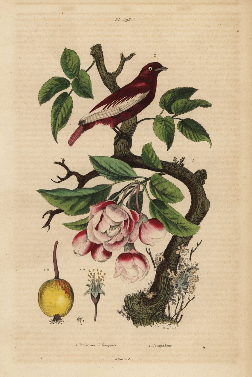 Pompadour Cotinga on an Apple Tree by Unbekannt