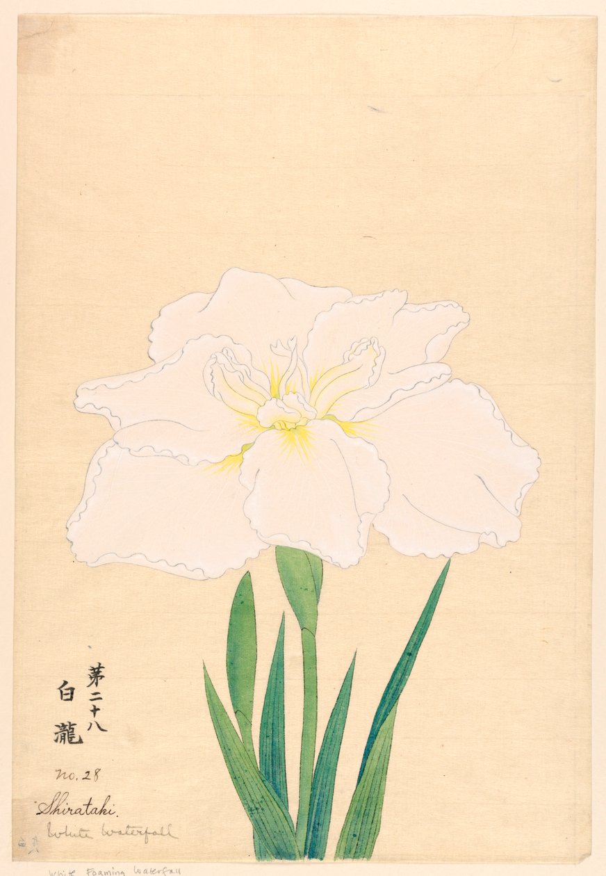 White Waterfall (Shirataki), No. 28 by Unbekannt